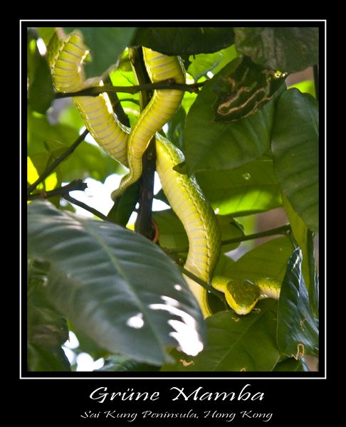 Green Bamboo Snake.jpg